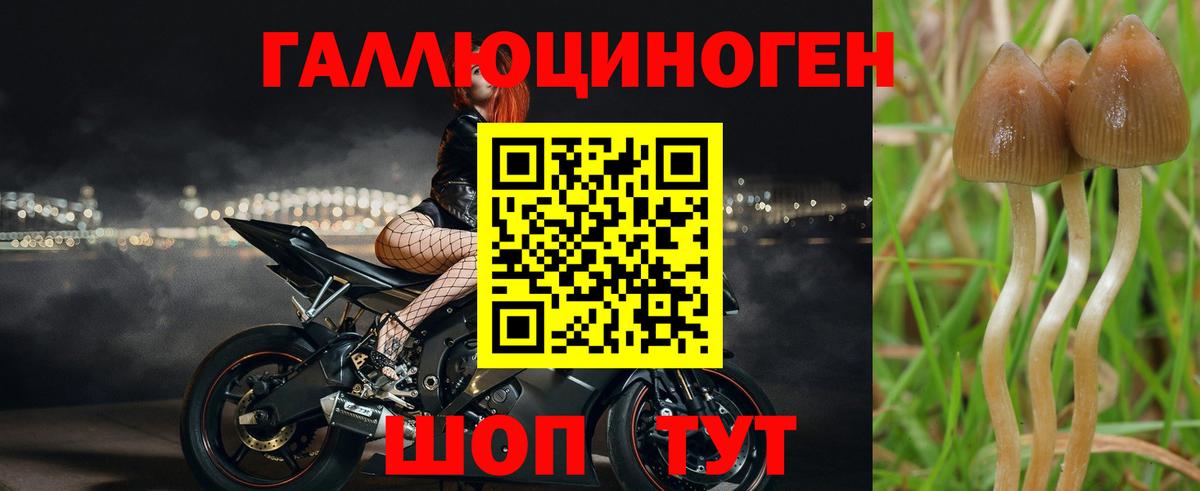 Скопин  Псилоцибиновые грибы прущие грибы  Вход с VPN  Псилоцибиновые грибы Psilocybine cubensis 